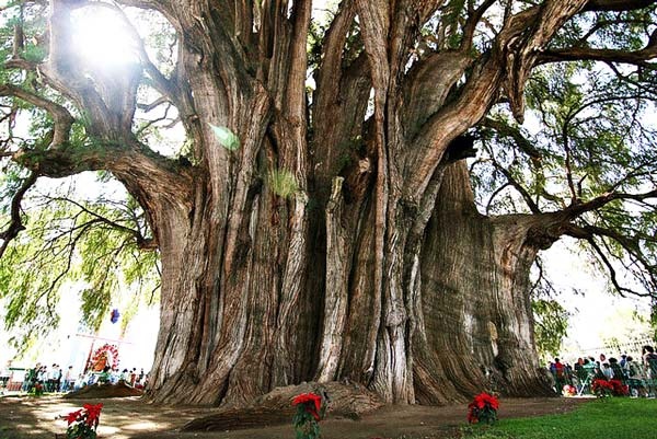 Αυτό είναι το μεγαλύτερο δέντρο του κόσμου!
