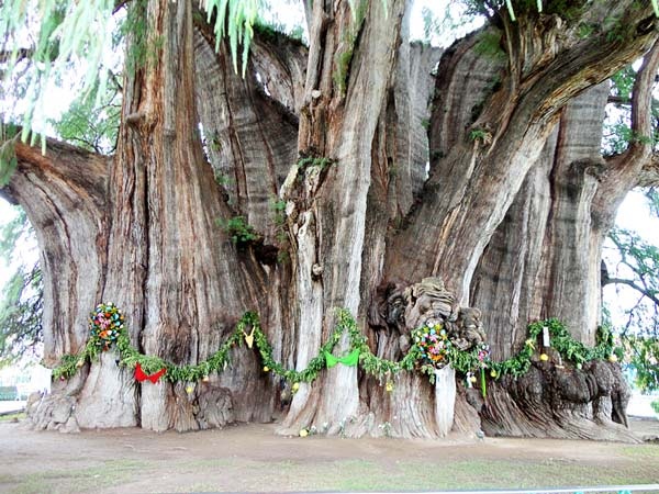 Αυτό είναι το μεγαλύτερο δέντρο του κόσμου!