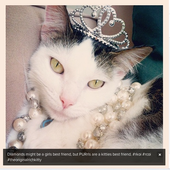 Οι πιο...πλούσιες γάτες του instagram (pics)