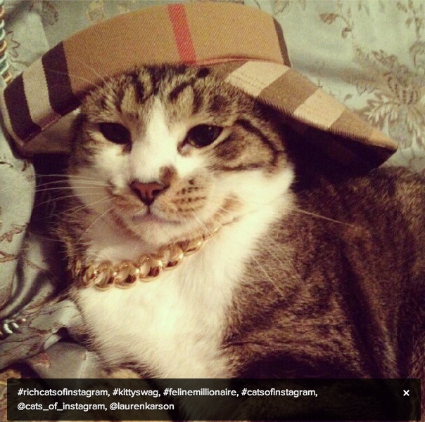 Οι πιο...πλούσιες γάτες του instagram (pics)