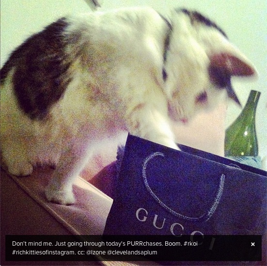 Οι πιο...πλούσιες γάτες του instagram (pics)