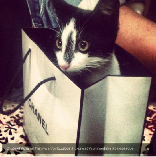 Οι πιο...πλούσιες γάτες του instagram (pics)