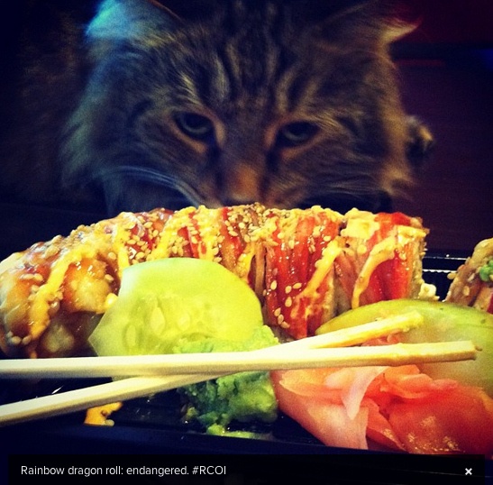 Οι πιο...πλούσιες γάτες του instagram (pics)