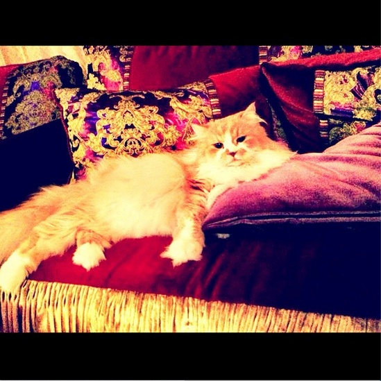 Οι πιο...πλούσιες γάτες του instagram (pics)