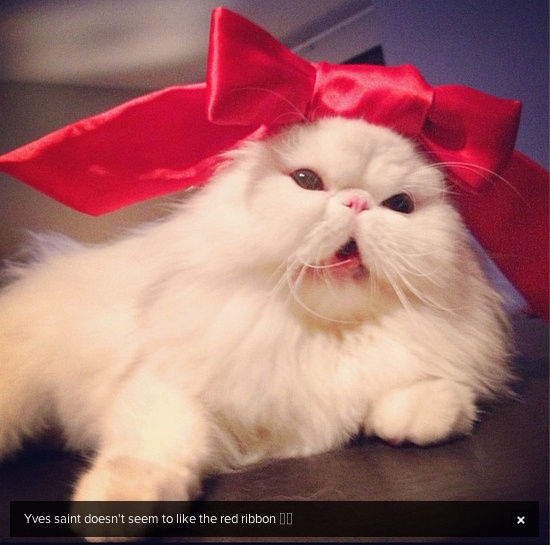 Οι πιο...πλούσιες γάτες του instagram (pics)