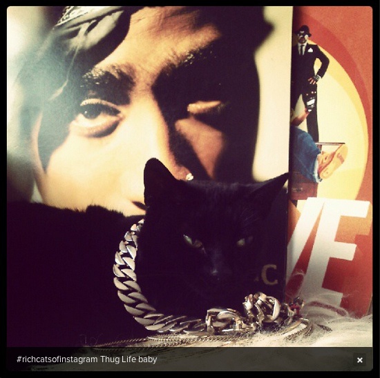 Οι πιο...πλούσιες γάτες του instagram (pics)