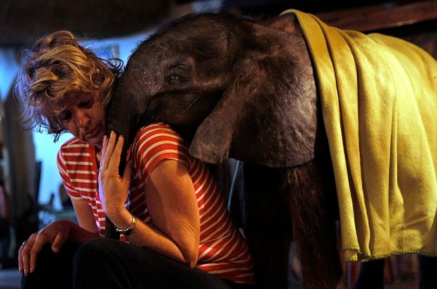 Μωρό ελέφαντας δεν αποχωρίζεται τη «μητέρα» του και δύο σκύλους