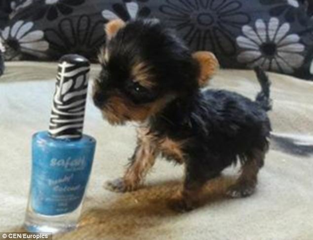 Σκυλάκι στο μέγεθος ενός... κινητού τηλεφώνου! (pics)