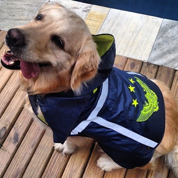 Σκυλάκια έτοιμα για τον τυφώνα! (pics)