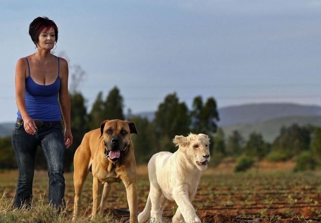 Μεγαλώνει ένα λευκό λιοντάρι (pics) 
