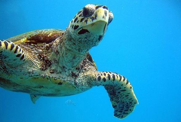 Σεϋχέλλες: Ο απόλυτα εξωτικός προορισμός (pics)