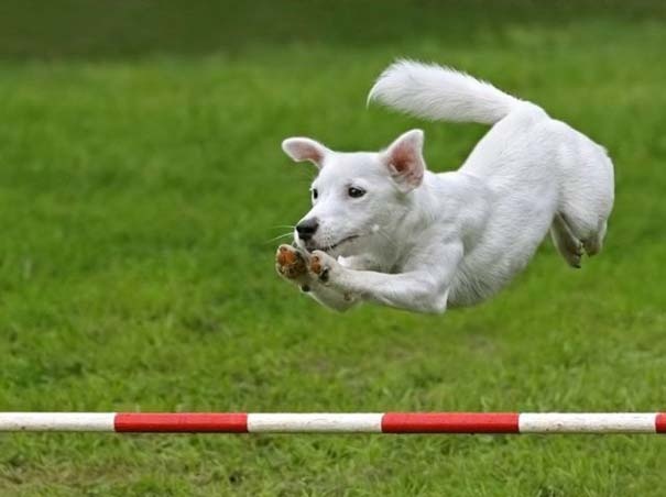 Εντυπωσιακές φωτογραφίες τραβηγμένες την κατάλληλη στιγμή! 