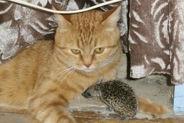 Γάτα μεγαλώνει τέσσερα σκαντζοχοιράκια!(pics)