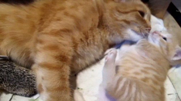 Γάτα μεγαλώνει τέσσερα σκαντζοχοιράκια!(pics)