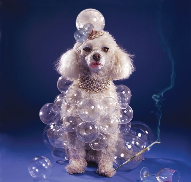 Σκυλάκι «LADY GAGA» ποζάρει για ημερολόγιο! (pics)