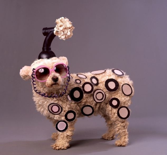 Σκυλάκι «LADY GAGA» ποζάρει για ημερολόγιο! (pics)