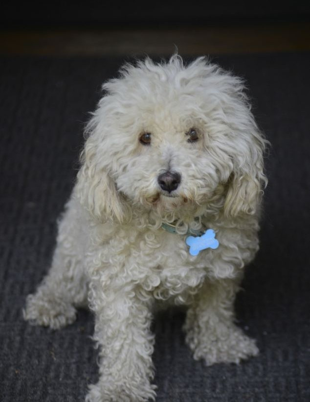 Σκυλάκι «LADY GAGA» ποζάρει για ημερολόγιο! (pics)