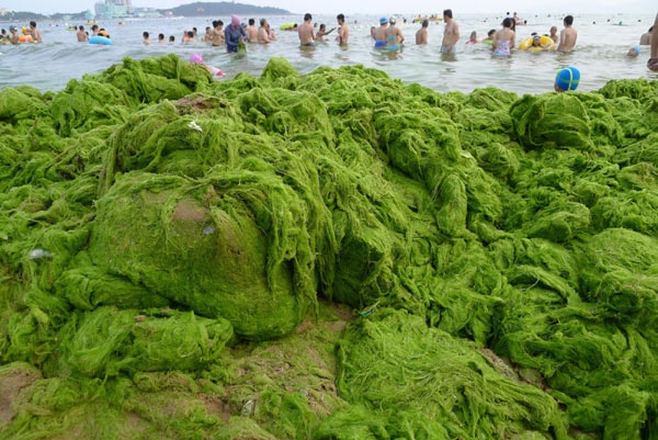 Απίστευτο: Πράσινη παραλία στην Κίνα (pics)