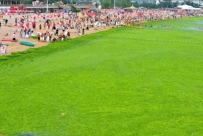 Απίστευτο: Πράσινη παραλία στην Κίνα (pics)