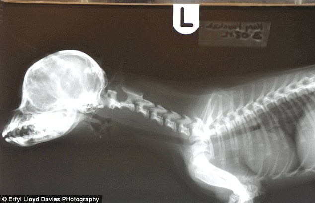 «O Θεός γιάτρεψε στο σκύλο μου», λέει μια Βρετανίδα