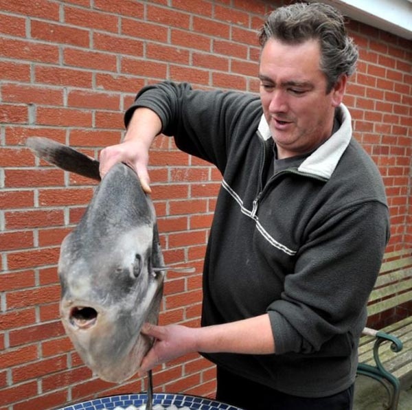 Bρήκε στην παραλία ψάρι 36 κιλών (pics)