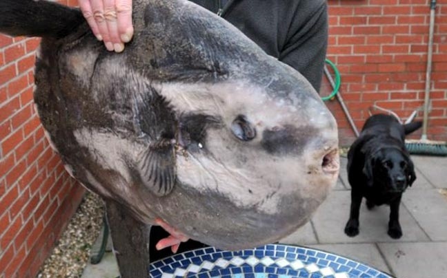 Bρήκε στην παραλία ψάρι 36 κιλών (pics)