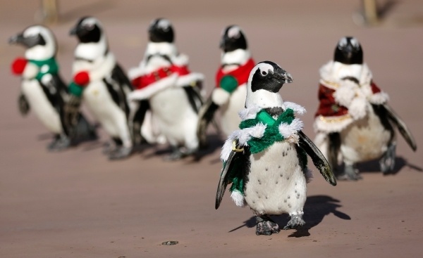 «Μύρισε» Χριστούγεννα σε όλον τον κόσμο!(pics)