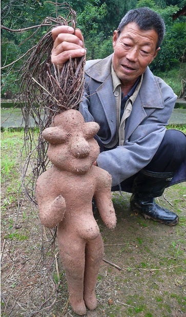 Απίστευτο: Αγρότης βρήκε ρίζα με... ανθρώπινη μορφή!