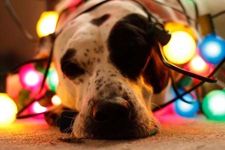 Ω σκύλε, ω σκύλε, μ' αρέσεις, πως μ' αρέσεις...