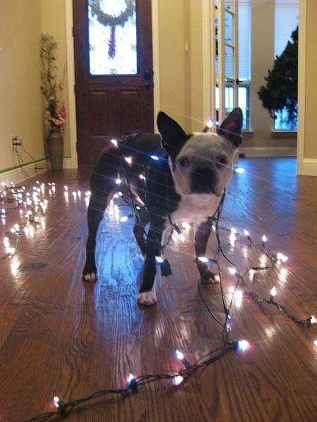 Ω σκύλε, ω σκύλε, μ' αρέσεις, πως μ' αρέσεις...