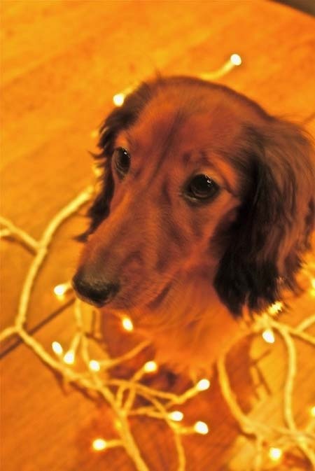 Ω σκύλε, ω σκύλε, μ' αρέσεις, πως μ' αρέσεις...