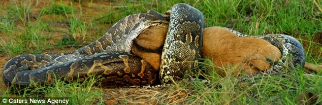Απίστευτες φωτογραφίες: Πύθωνας καταπίνει ολόκληρο άγριο ζώο 