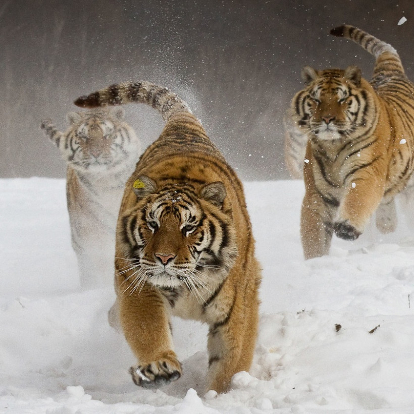 Sony World Photography Awards 2013: Τελευταία πρόσκληση για συμμετοχή