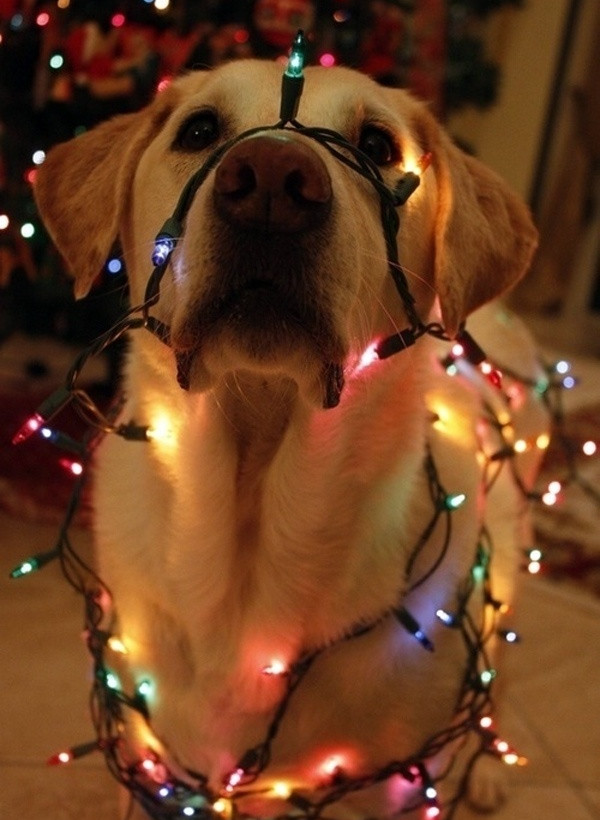 Απολαύστε τα πιο σκυλίσια χριστούγεννα!