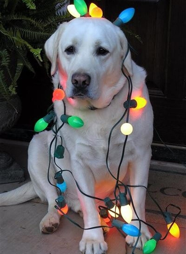 Απολαύστε τα πιο σκυλίσια χριστούγεννα!