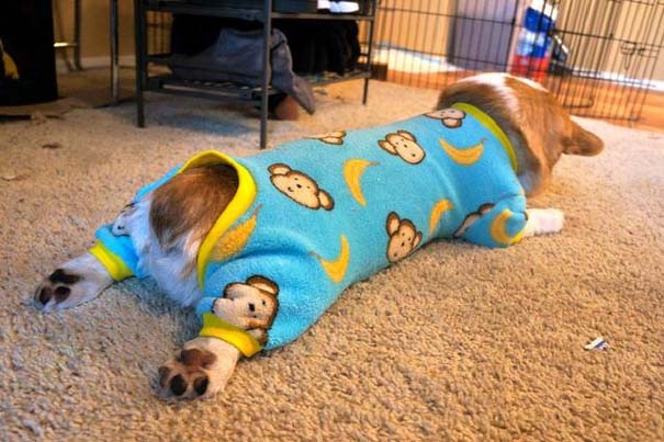 Corgnelius: Δείτε το νέο σταρ του internet