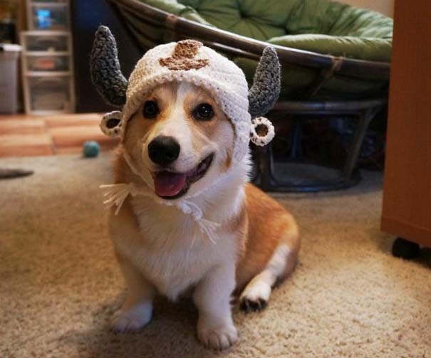 Corgnelius: Δείτε το νέο σταρ του internet