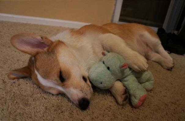 Corgnelius: Δείτε το νέο σταρ του internet