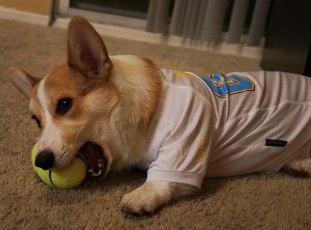 Corgnelius: Δείτε το νέο σταρ του internet