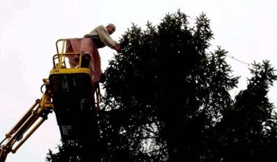 Το είχαν φυτέψει πριν 30 χρόνια και τώρα το στολίζουν όλοι μαζί!(pics)