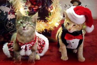 Γάτες με διάθεση... χριστουγεννιάτικη!