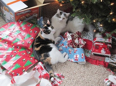 Γάτες με διάθεση... χριστουγεννιάτικη!