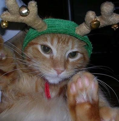 Γάτες με διάθεση... χριστουγεννιάτικη!