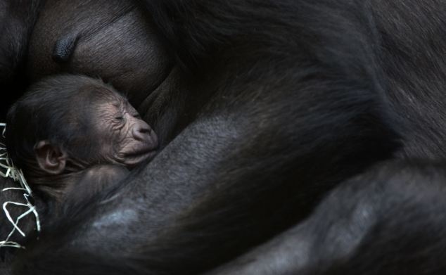 Μία τρυφερή αγκαλιά για το νεογέννητο γοριλάκι