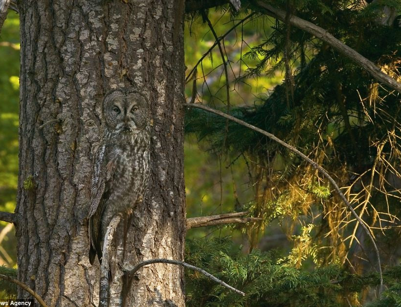 Εντυπωσιακές φωτογραφίες: Μπορείτε να βρείτε τα... αόρατα ζώα;