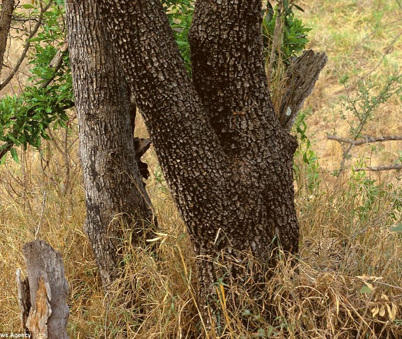 Εντυπωσιακές φωτογραφίες: Μπορείτε να βρείτε τα... αόρατα ζώα;