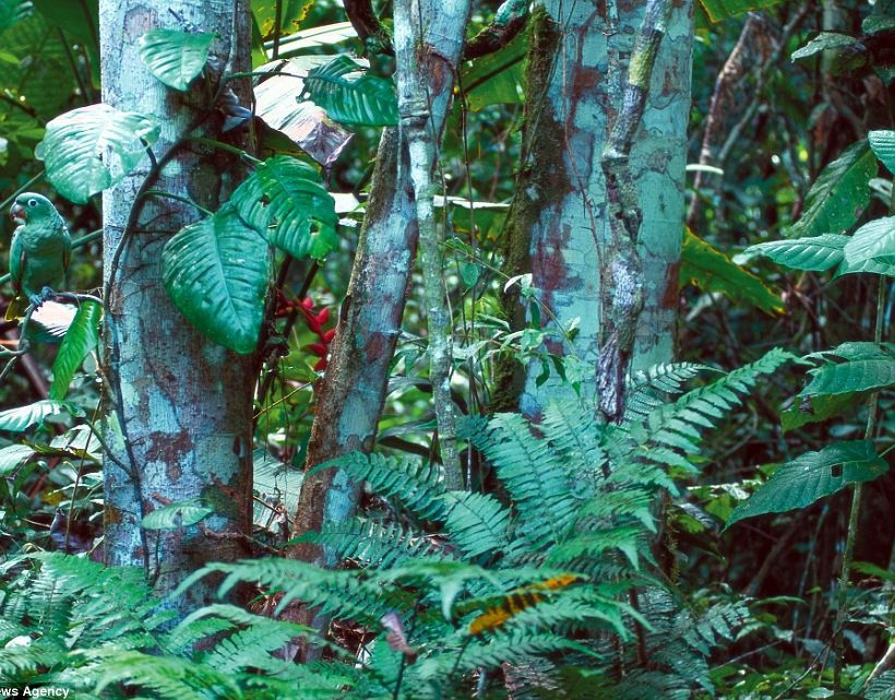 Εντυπωσιακές φωτογραφίες: Μπορείτε να βρείτε τα... αόρατα ζώα;