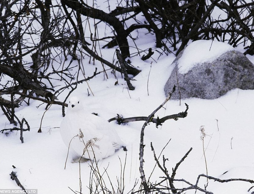 Εντυπωσιακές φωτογραφίες: Μπορείτε να βρείτε τα... αόρατα ζώα;