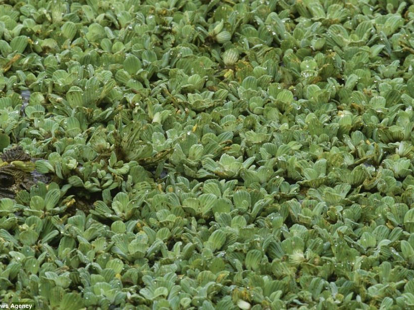 Εντυπωσιακές φωτογραφίες: Μπορείτε να βρείτε τα... αόρατα ζώα;