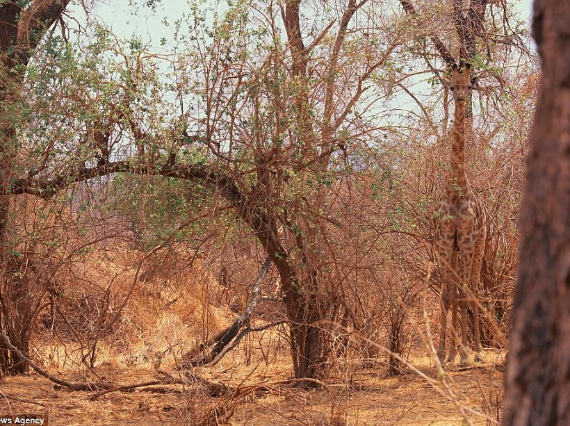 Εντυπωσιακές φωτογραφίες: Μπορείτε να βρείτε τα... αόρατα ζώα;